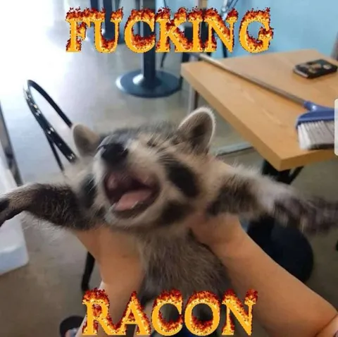 Fucking Racon Raccoon