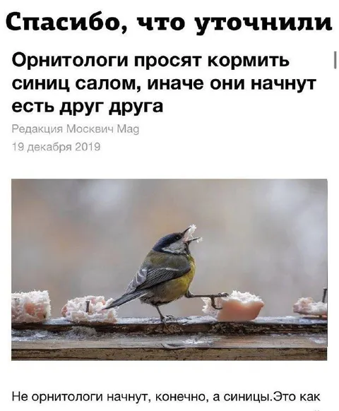 Синицы начнут есть друг друга