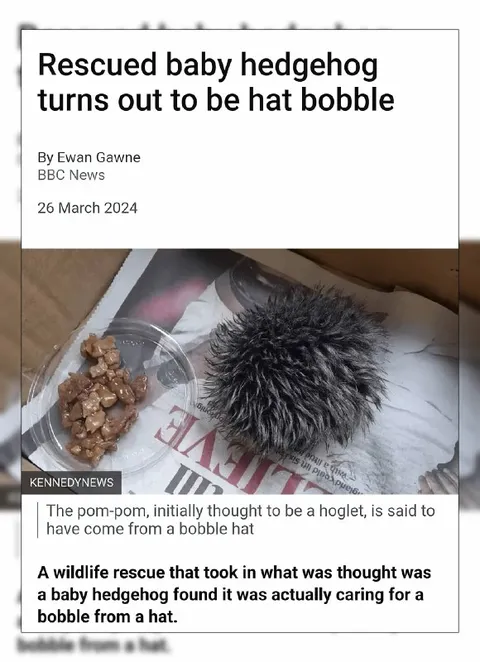 Rescued Baby Hedgehog Is Hat Bobble
