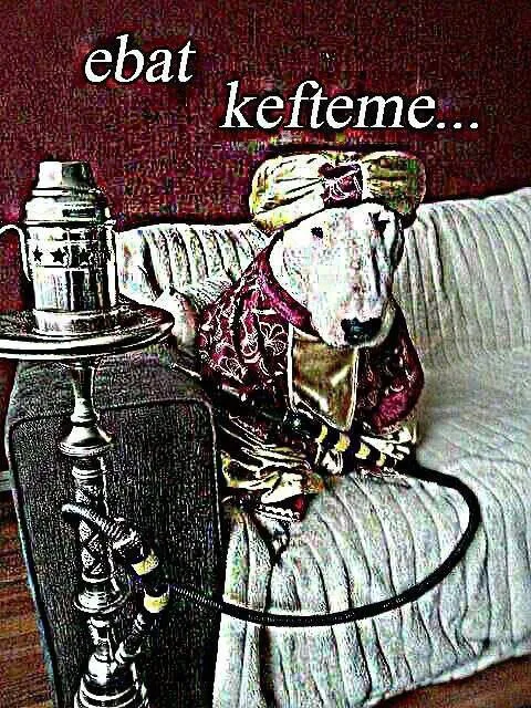 Ебать кефтеме на диване
