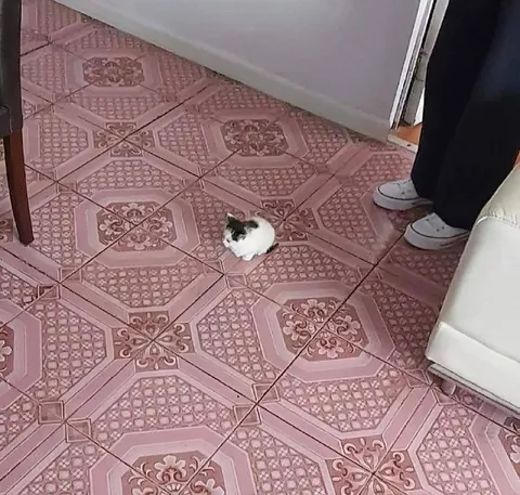 Крошечный котёнок на полу