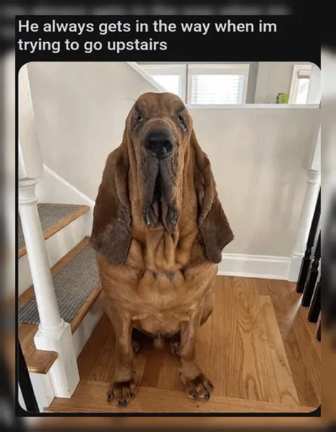 Dog Blocking the Stairs