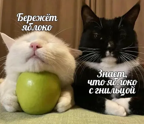 Кот бережёт гнилое яблоко