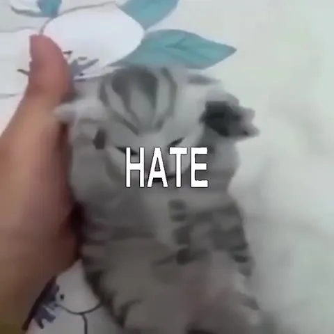 Коты доводят до безумия