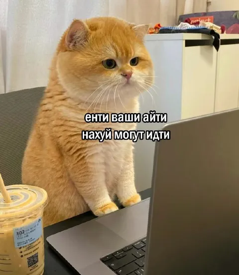 Кот посылает ваше айти