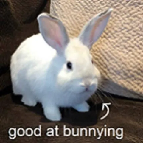 Good at Bunnying