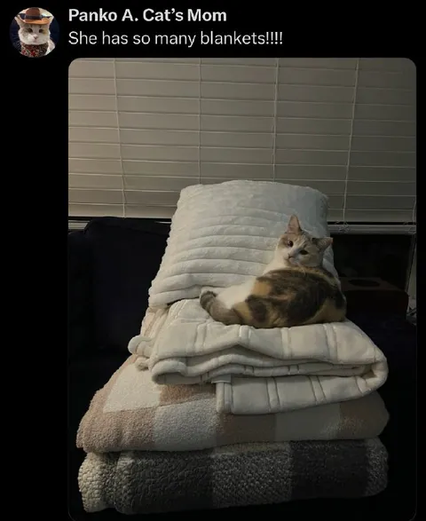 Cat’s Mom Has Too Many Blankets