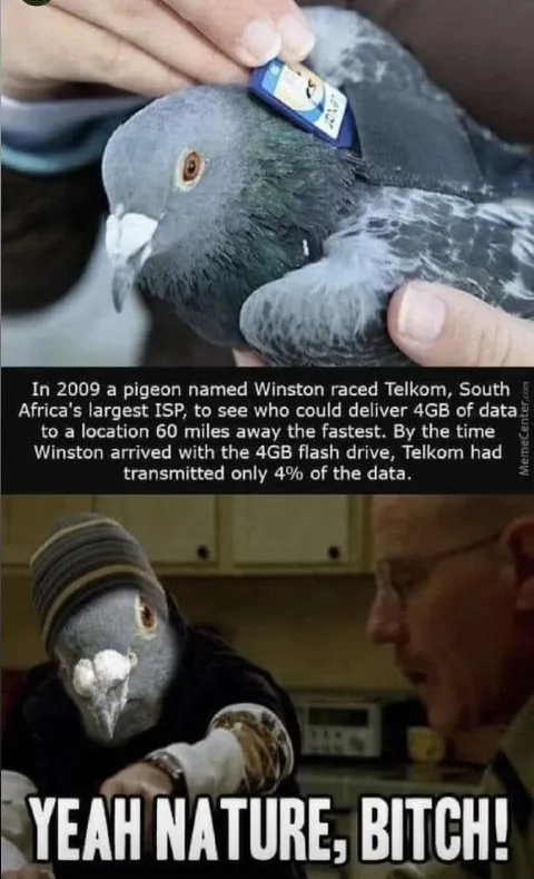 Pigeon Beats the Internet