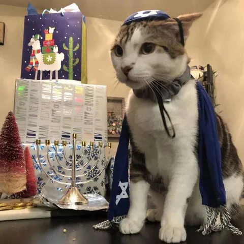 Кот в ханукальном наряде