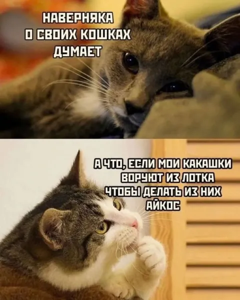 Кошачьи какашки делают айкюс