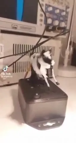 Козлёнок танцует на колонке