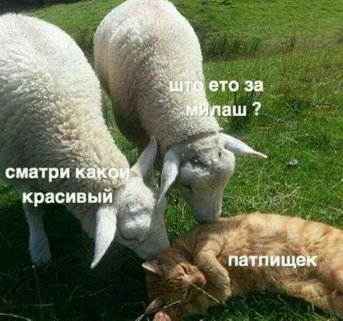 Овцы любуются котом