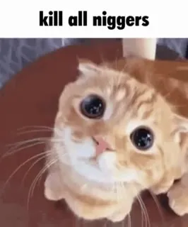 Confused Cat Reaction