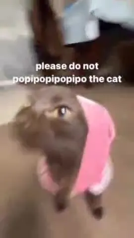Please Do Not Popipopipo the Cat