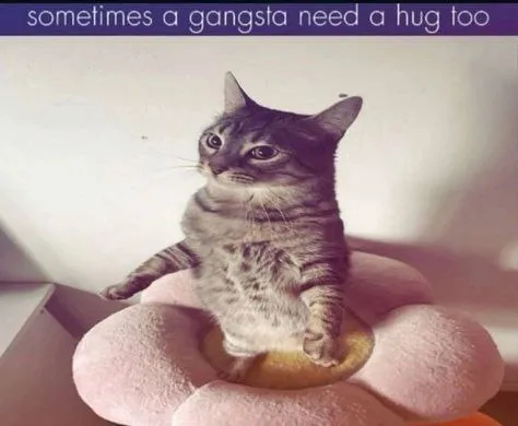 Gangsta Cat Needs a Hug