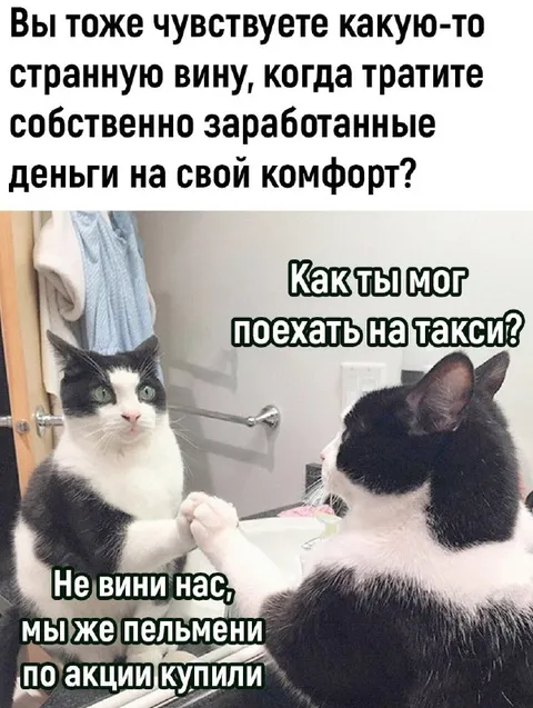 Коты оправдывают траты на комфорт