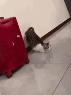 Кот крадётся к лежащему коту