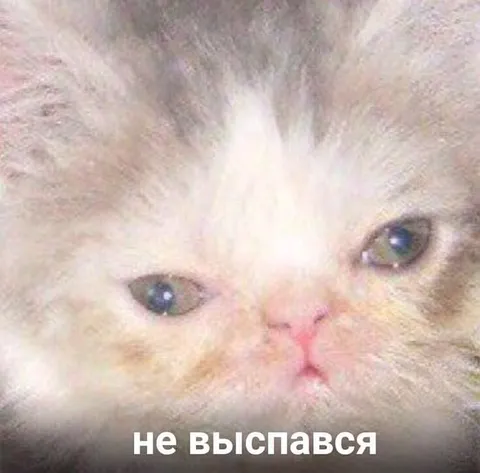 Не выспався котик