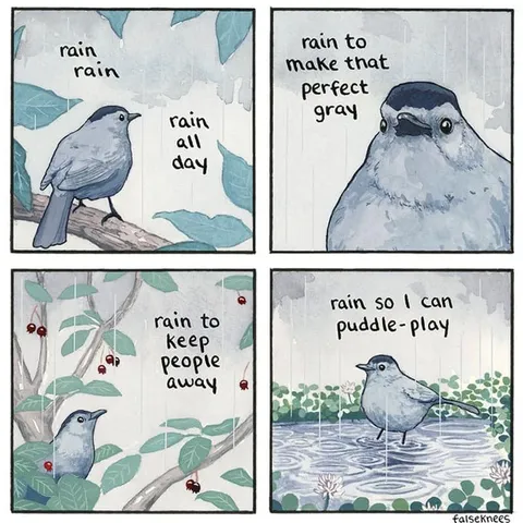 Rainy Day Bird Reasons