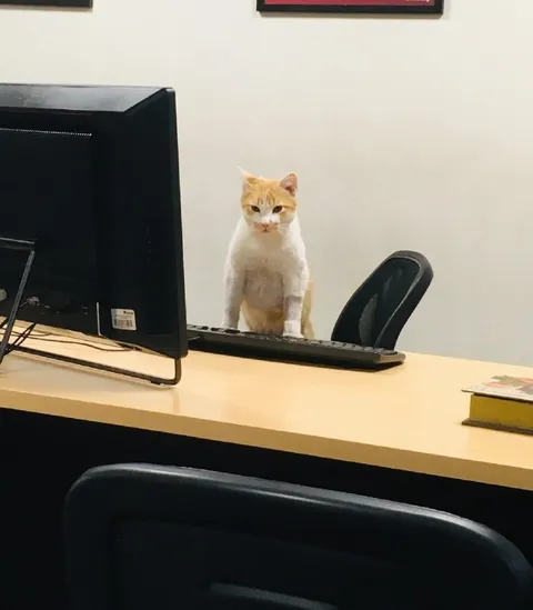 Кот на рабочем месте
