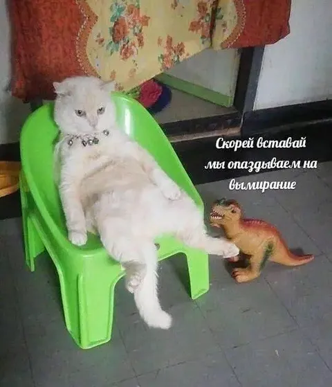 Кот опаздывает на вымирание
