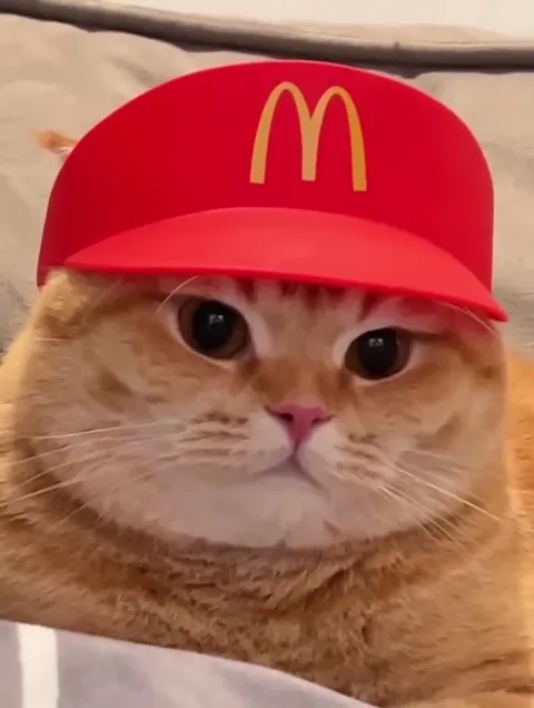 Кот в кепке McDonald’s