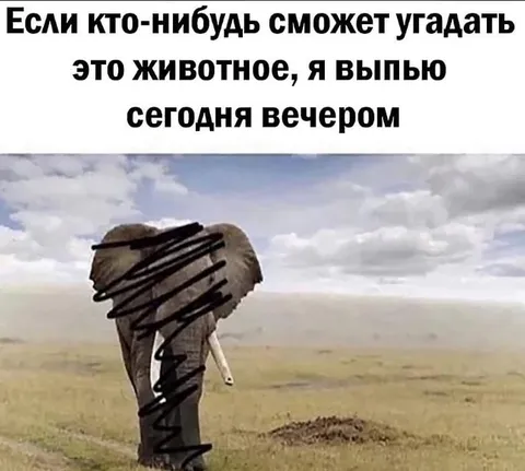 Угадайте это животное