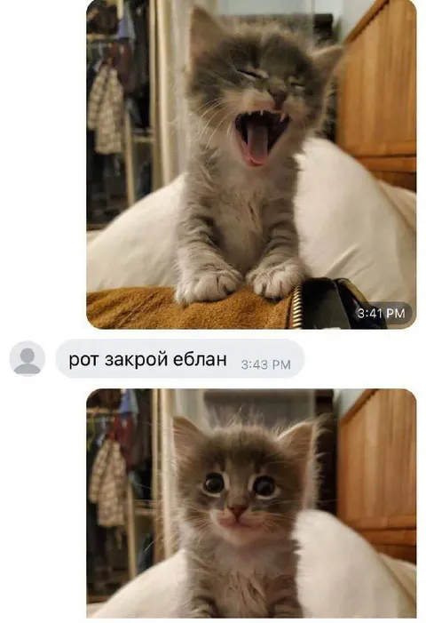 Котёнок после грубого замечания