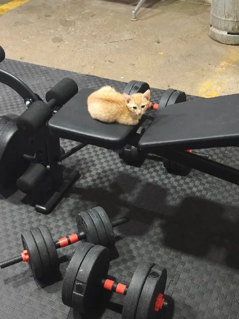 Котёнок пришёл качаться