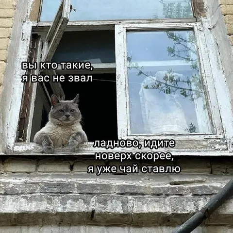 Кот зовёт на чай