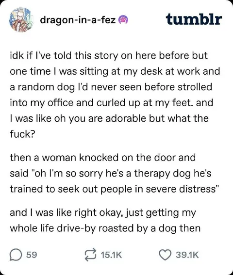 Therapy Dog Roasts My Life