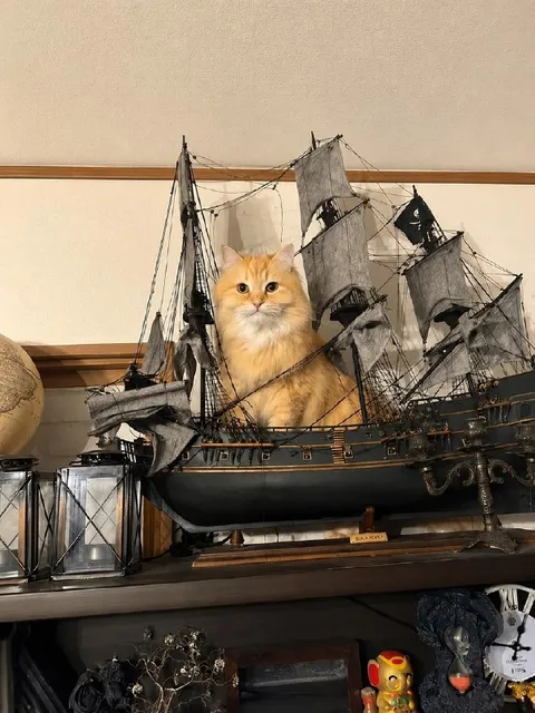 Кот на пиратском корабле