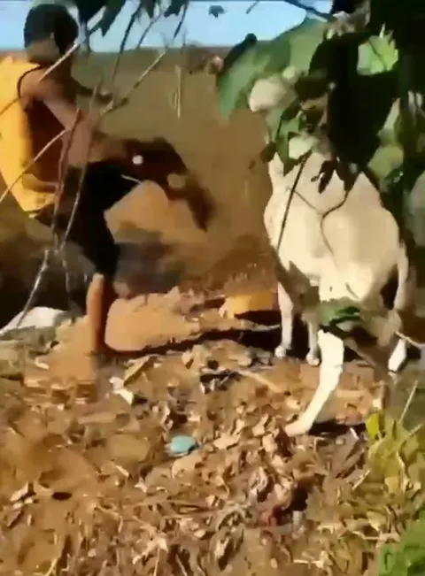 Осёл сбрасывает человека