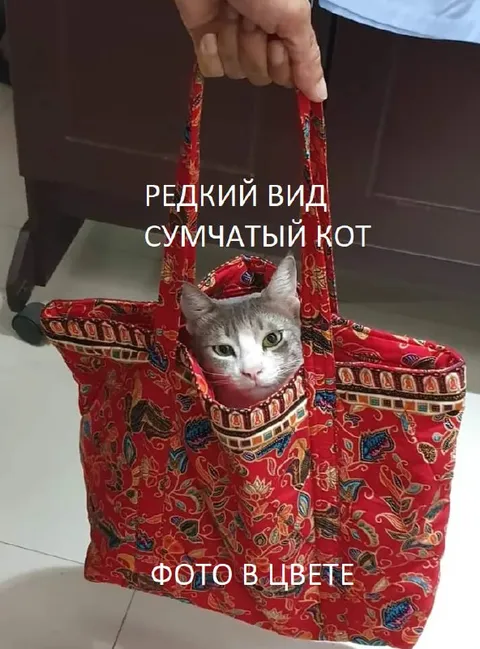 Сумчатый кот в цветной сумке