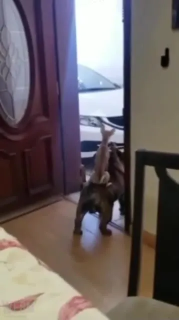 Собачий поезд к машине