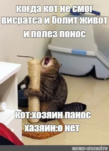 Кот не смог высраться
