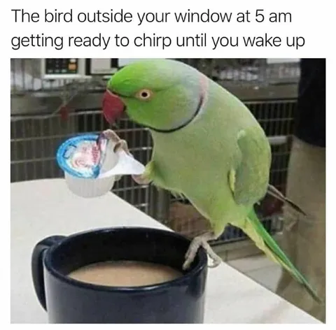 Bird Outside Your Window at 5 AM