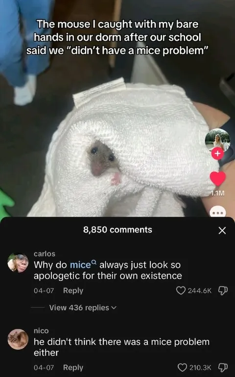 Dorm Mouse Caught Bare-Handed