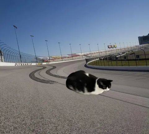 Cat Drifting on the Texas Speedway