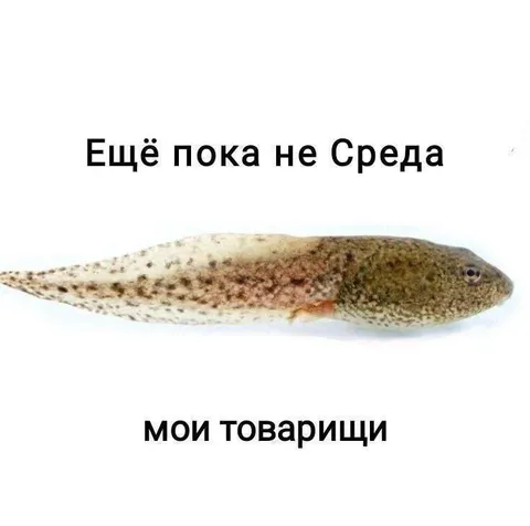 Ещё пока не Среда