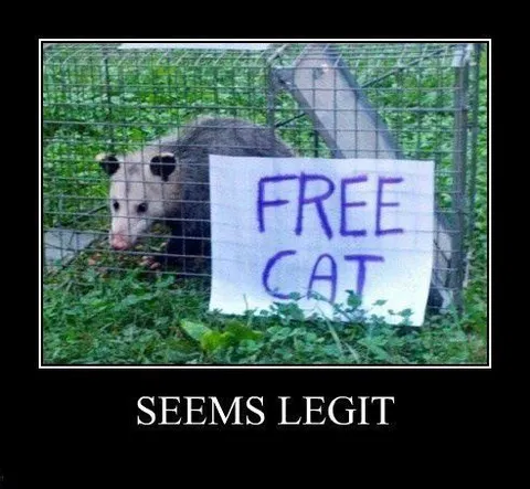 Free Cat Seems Legit