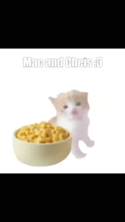 Mac and Cheese Cat Evolution