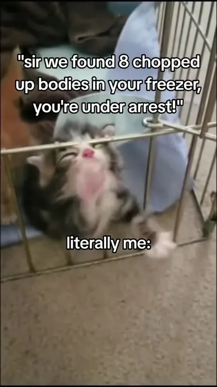 Kitten Under Arrest
