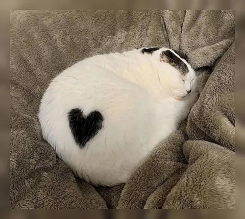Кот с сердцем на боку