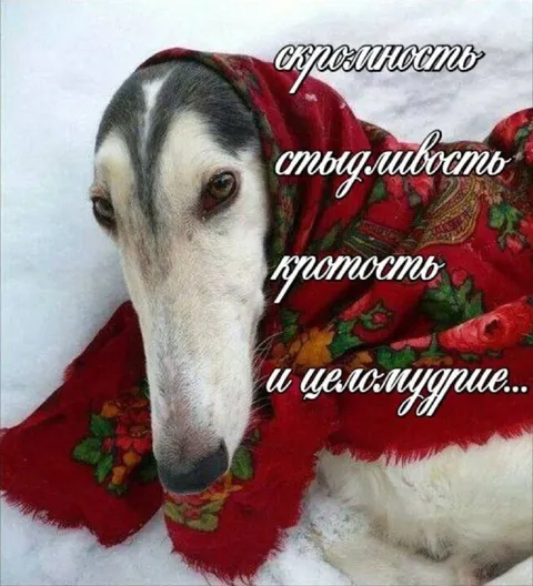 Собака воплощает целомудрие