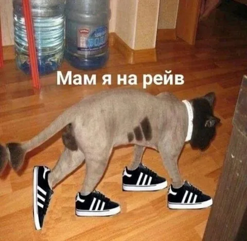 Кот на рейве