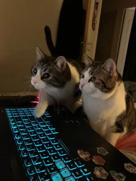Коты помогают печатать