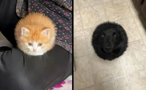 Рыжий кот и чёрный пёс