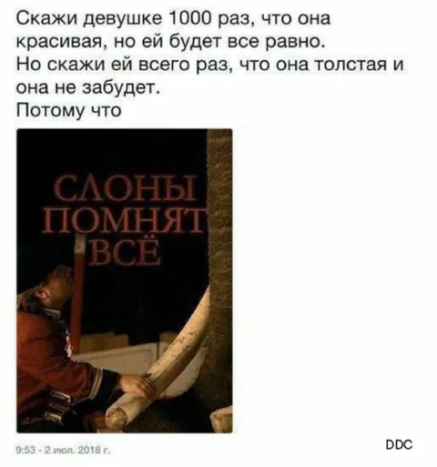 Слоны помнят всё