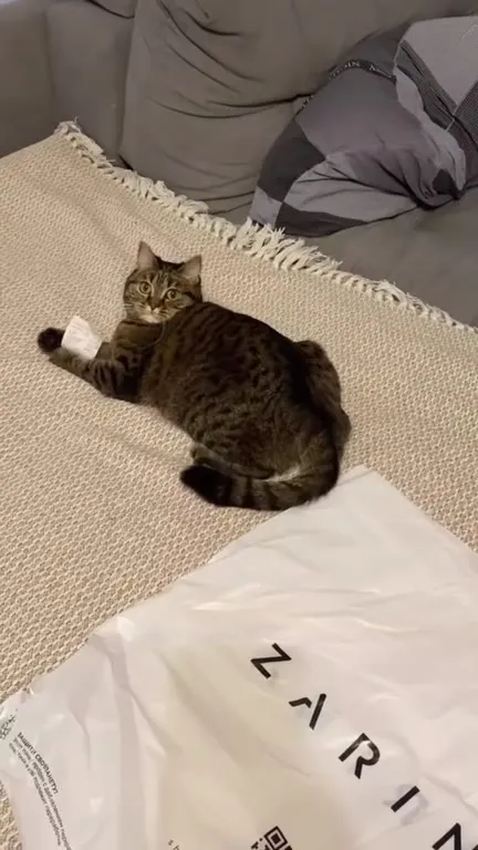 Кот убегает от посылки
